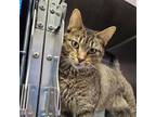 Adopt Prince Charming a Domestic Short Hair, Tiger