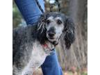 Adopt Mable a Standard Poodle
