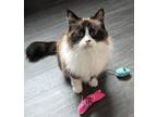 Adopt IVY a Ragdoll