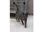 Adopt Rosalyn a Domestic Short Hair