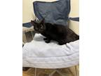 Adopt Bynx a Domestic Short Hair