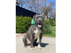 Adopt Pearl a Pit Bull Terrier