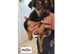 Adopt Muffin a German Shepherd Dog