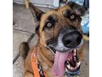 Adopt Amber a German Shepherd Dog