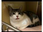 Adopt Betsy a Domestic Short Hair