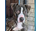 Adopt Molly Brown a Boxer, American Staffordshire Terrier