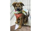 Adopt Serena (Athlete Pups) a Anatolian Shepherd, Mixed Breed