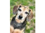 Adopt PAISLEY a Beagle, Dachshund