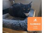 Adopt Florence a Tuxedo