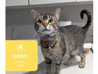 Adopt Doris a Tabby