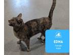 Adopt Edna a Tortoiseshell