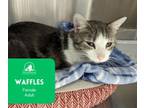 Adopt Waffles a American Shorthair