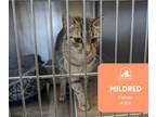 Adopt Mildred a Tabby