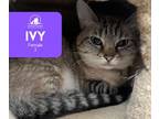 Adopt Ivy a Siamese, Tabby