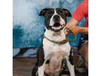 Adopt Electra (CP) a Pit Bull Terrier