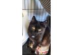 Adopt Raleigh a Domestic Long Hair