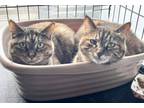 Adopt Whisper & Wiser- BONDED PAIR a Domestic Short Hair