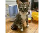 Adopt GEENA - Biscuit Making Machine a Tabby, Domestic Short Hair