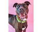 Adopt Kia a Pit Bull Terrier