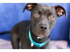 Adopt Iris a Labrador Retriever, Pit Bull Terrier