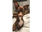 Adopt Stormy a Chiweenie