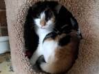 Adopt Sally a Calico