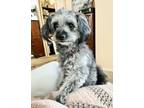 Adopt Lucy a Miniature Schnauzer, Poodle