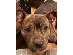 Adopt Isis a American Staffordshire Terrier