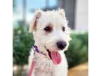 Adopt CLEOPATRA a Poodle, West Highland White Terrier / Westie