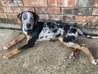 Adopt Panda (New Digs) a Catahoula Leopard Dog