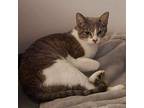 Adopt Gucci- Courtesy Post a Domestic Short Hair