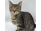 Adopt Rubie a Domestic Medium Hair