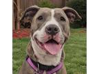 Adopt Kimper a Pit Bull Terrier, Mixed Breed