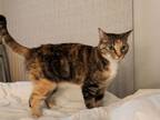 Adopt Cali a Calico, Tabby