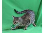 Adopt SELTOS - PLAYFUL AND LOVING a Domestic Short Hair