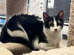 Adopt Ruffles a Tuxedo