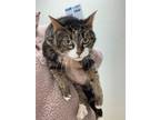 Adopt Issy a Domestic Short Hair