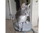 Adopt Miracle (Bonded W/ her baby Nemo) a American Shorthair, Tabby
