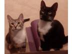 Adopt Pigeon and Robin *bonded pair* a Domestic Short Hair