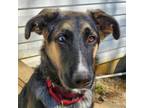 Adopt Raya a German Shepherd Dog, Australian Shepherd