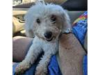 Adopt Jazzy a Miniature Poodle