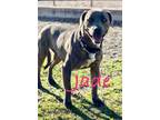 Adopt Jade a Pit Bull Terrier