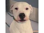 Adopt Tatum a Dogo Argentino