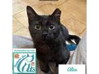 Adopt Alice a Domestic Short Hair