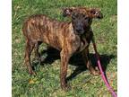 Adopt Pily a American Staffordshire Terrier