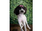 Adopt Zuzu a Poodle