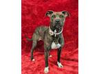 Adopt Eerie *foster needed* a Pit Bull Terrier, Terrier