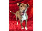 Adopt Billy *foster needed* a Pit Bull Terrier, Terrier