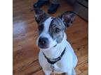 Adopt Diamond a Terrier, Mixed Breed