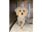 Adopt Holli a Havanese